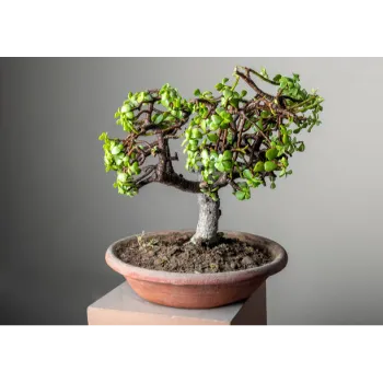 Decorative Plants